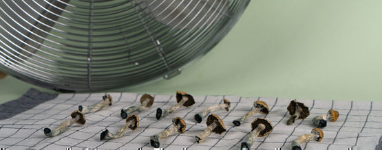 Jak suszyć grzybki halucynki