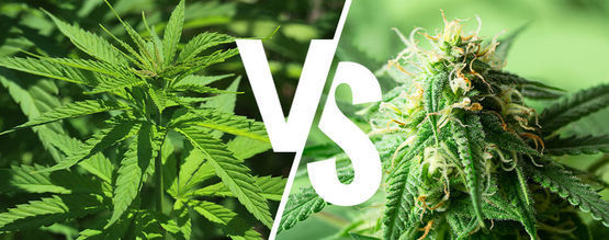 Indica vs sativa: Czy to wciąż ma znaczenie w 2025 roku?