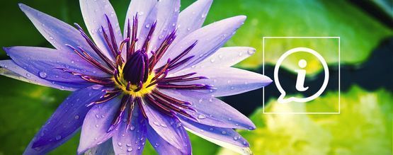 Czym jest niebieski lotos?