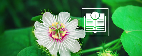 Passiflora: wszystko, co warto wiedzieć