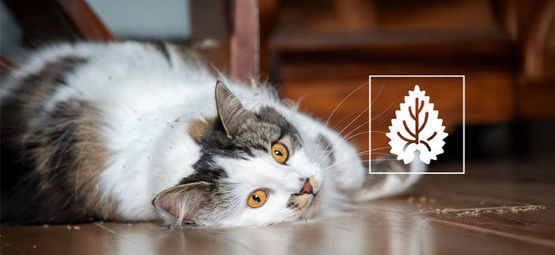 Kocimiętka: wszystko, co musisz o niej wiedzieć