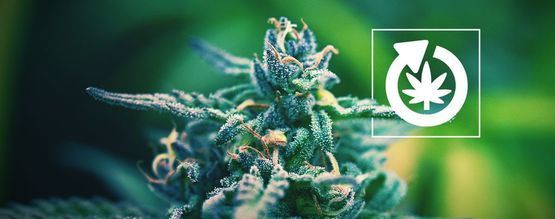 Cykl życia rośliny konopi