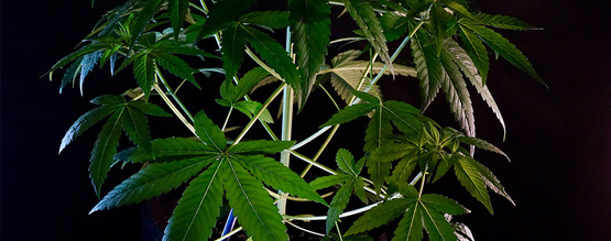 Czym jest cannabis indica?