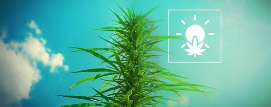 Jak uprawiać marihuanę na zewnątrz