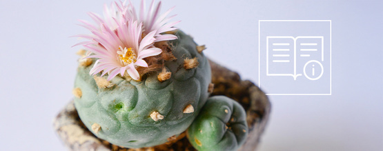 How to grow & care for peyote: A complete step-by-step guide