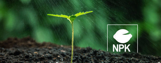 Jak prawidłowo dokarmiać rośliny konopi składnikami odżywczymi