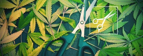 Przycinanie: wszystko, co musisz wiedzieć