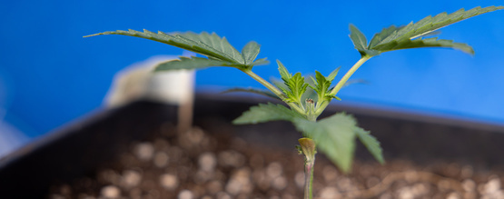 Topping marihuany: wszystko, co musisz wiedzieć