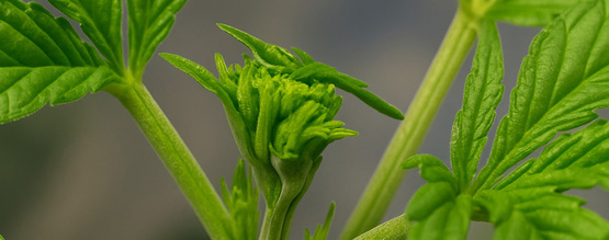 Fimming marihuany na większe plony: Kiedy i jak przycinać metodą FIM