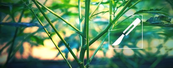 Przewodnik po rozszczepianiu łodyg marihuany