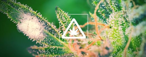 Najczęstsze problemy w ogrodzie z marihuaną