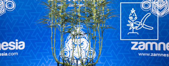 Jak wykonywać lollipopping marihuany