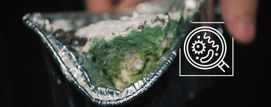 Jak rozpoznać zanieczyszczoną uprawę grzybków halucynków