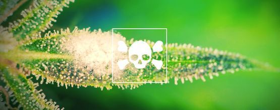 Jak rozpoznać i leczyć chore rośliny marihuany