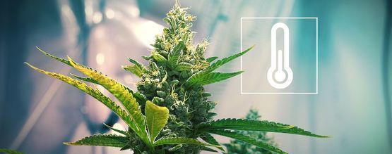 Temperatura w pomieszczeniu do uprawy konopi