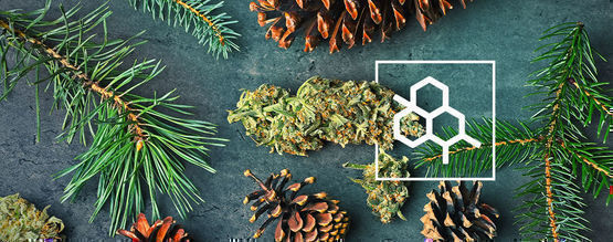 Wszystko, co musisz wiedzieć o terpenach