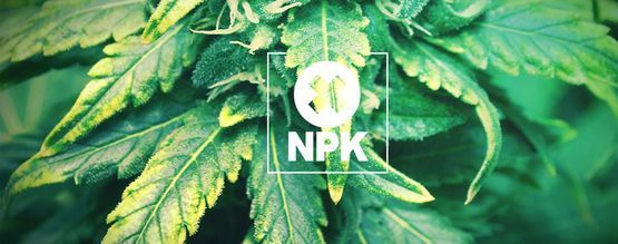 Niedobory makro- i mikroskładników – wyjaśnienie