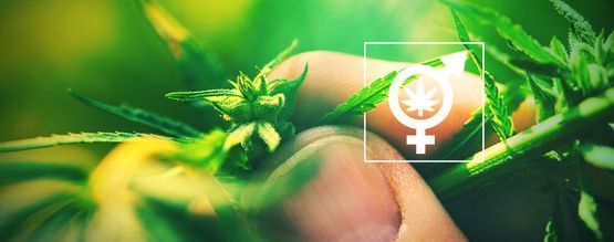 Dlaczego tak ważne jest rozpoznanie płci roślin marihuany