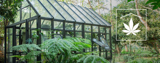 Jak zamaskować swoje zewnętrzne rośliny marihuany