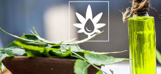 Jak stosować olej neem w pokoju uprawowym