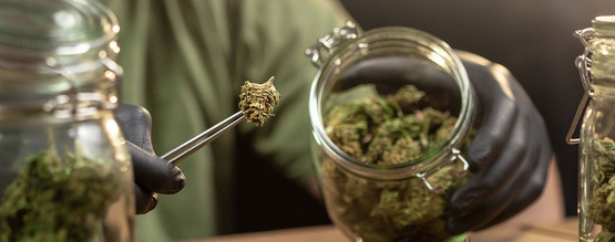 Jak prawidłowo przechowywać marihuanę