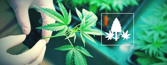 Czym jest monster cropping? Prosty poradnik krok po kroku