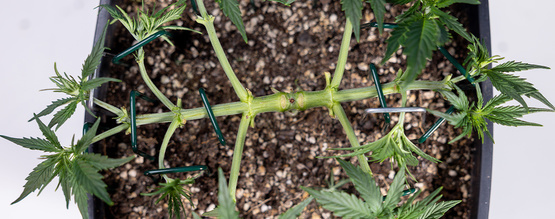 Jak mainlinować marihuanę: kompletny przewodnik po technice manifolding