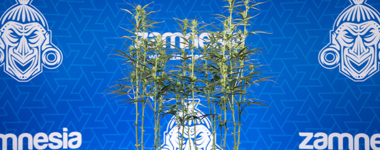 Defoliacja marihuany: wszystko, co musisz wiedzieć