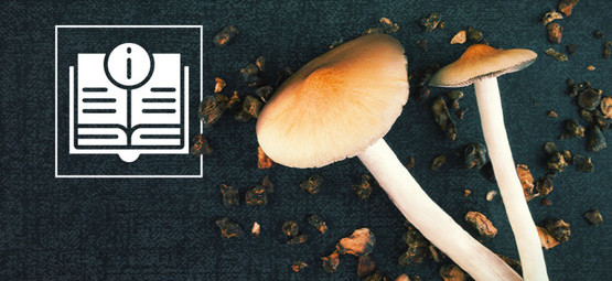 Informacje o grzybkach halucynkach i magicznych truflach