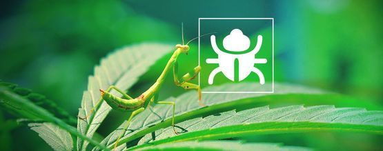 Uciążliwe robaki i owady