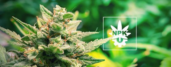 Czy automaty potrzebują składników odżywczych?