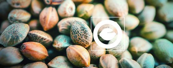 Czym są regularne nasiona konopi?