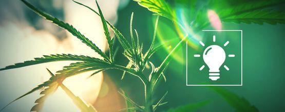 Dobór odpowiedniego oświetlenia do domowej uprawy