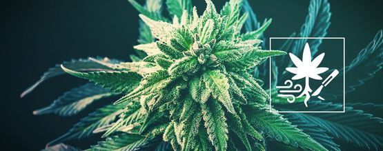 Jak zwiększyć plony marihuany dzięki przycinaniu korzeni