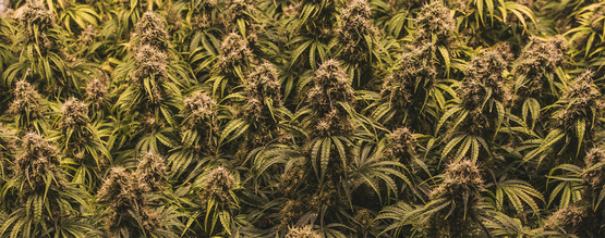 Sekrety metody SOG ujawnione