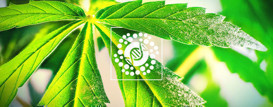 Wszystko o pylek i krzyżowaniu odmian marihuany