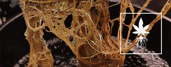 Jak rozpoznać i wyleczyć zgniliznę korzeni marihuany