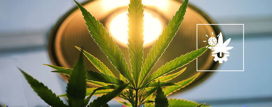 Ile światła potrzebują Automaty?