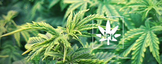 Wszystko o ruchliwych i nieruchliwych składnikach pokarmowych roślin