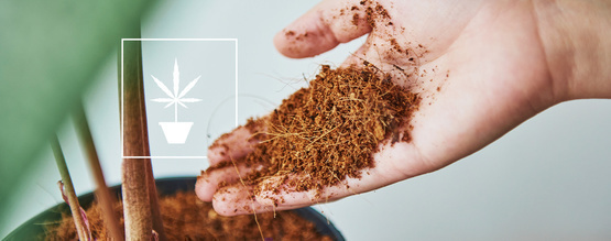 Wszystko, co musisz wiedzieć o uprawie marihuany w włóknie kokosowym