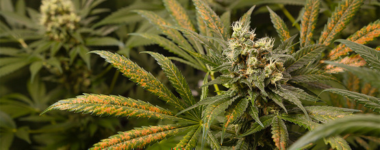 Niedobór wapnia u roślin marihuany