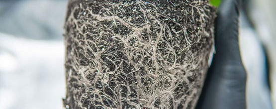 Naprawa przerośniętych systemów korzeniowych u roślin marihuany