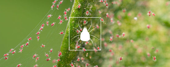 Jak pozbyć się przędziorków z roślin marihuany