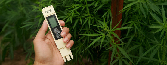 Najlepsze EC dla konopi