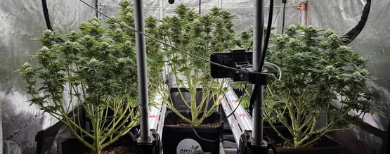 Oświetlenie międzyrzędowe w uprawie konopi: stosować czy nie?