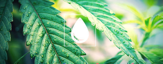 Jak podlewać rośliny marihuany