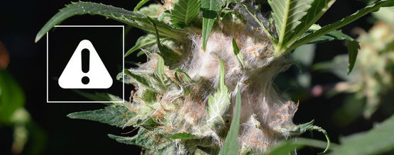 Jak rozpoznać i zapobiegać zgniliźnie topków podczas uprawy marihuany