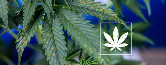 Brązowe plamy na liściach marihuany: przewodnik rozpoznawania
