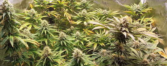 pH dla marihuany: jak mierzyć i regulować