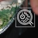 Jak rozpoznać zanieczyszczoną uprawę grzybk&oacute;w halucynk&oacute;w